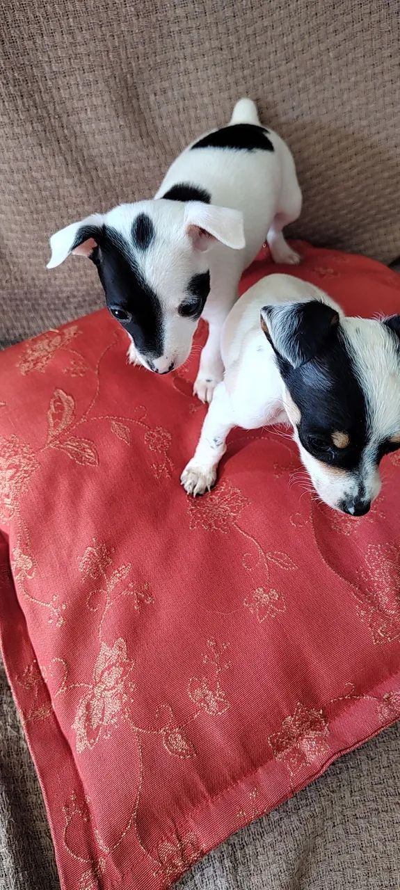 Pinscher  - Foto 5