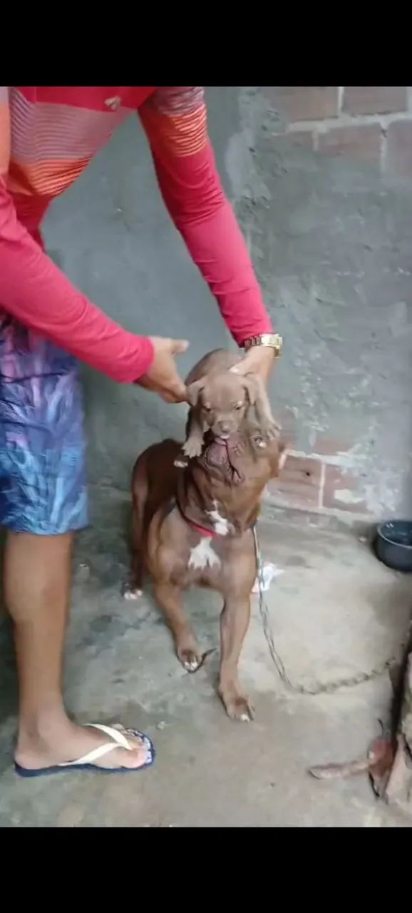 Pitbull imunizado  - Foto 5