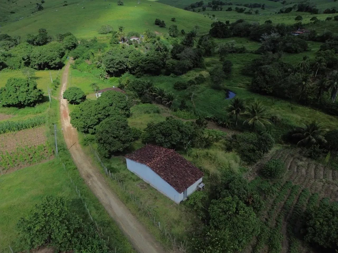 Viçosa-AL ? sítio a venda. - Foto 2