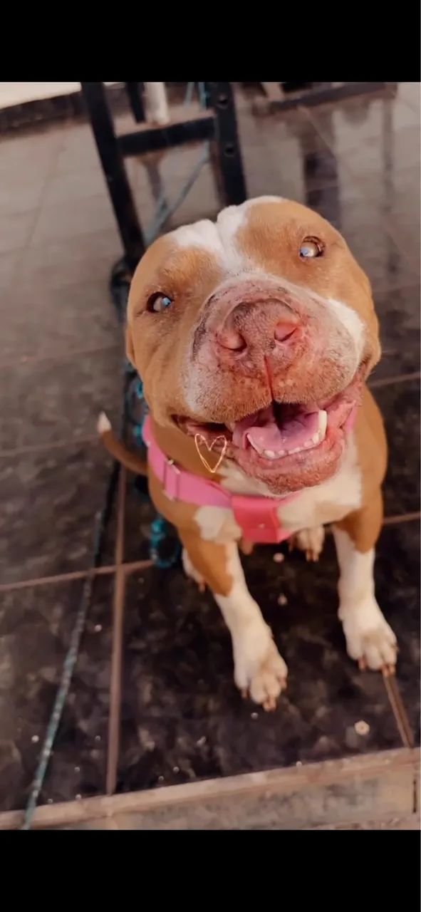 Doa-se pit bull - Foto 4