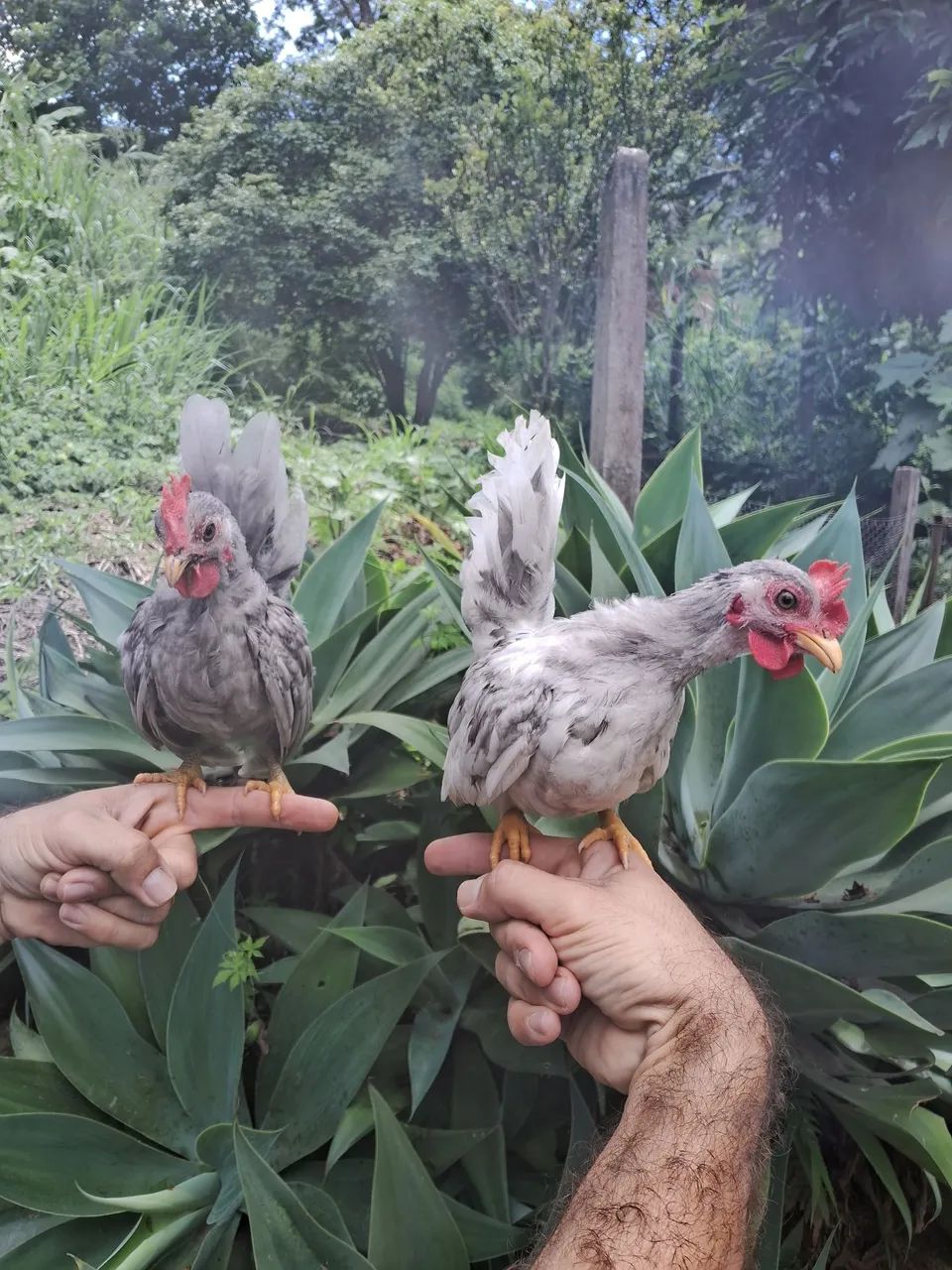 Franguinhos NAGAZAKI  - Foto 3