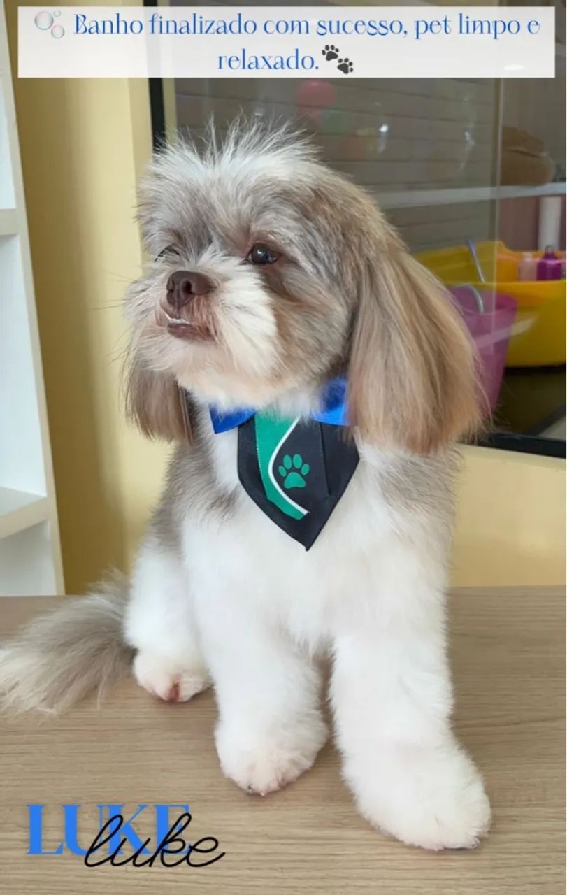 Shitzu a procura de uma namorada  - Foto 4