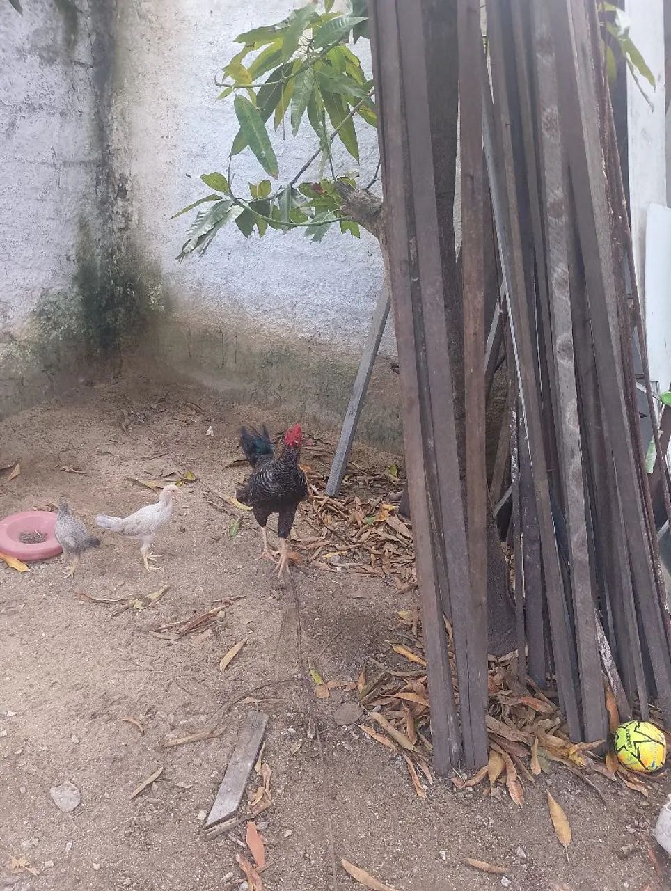Galo de capoeira  - Foto 2