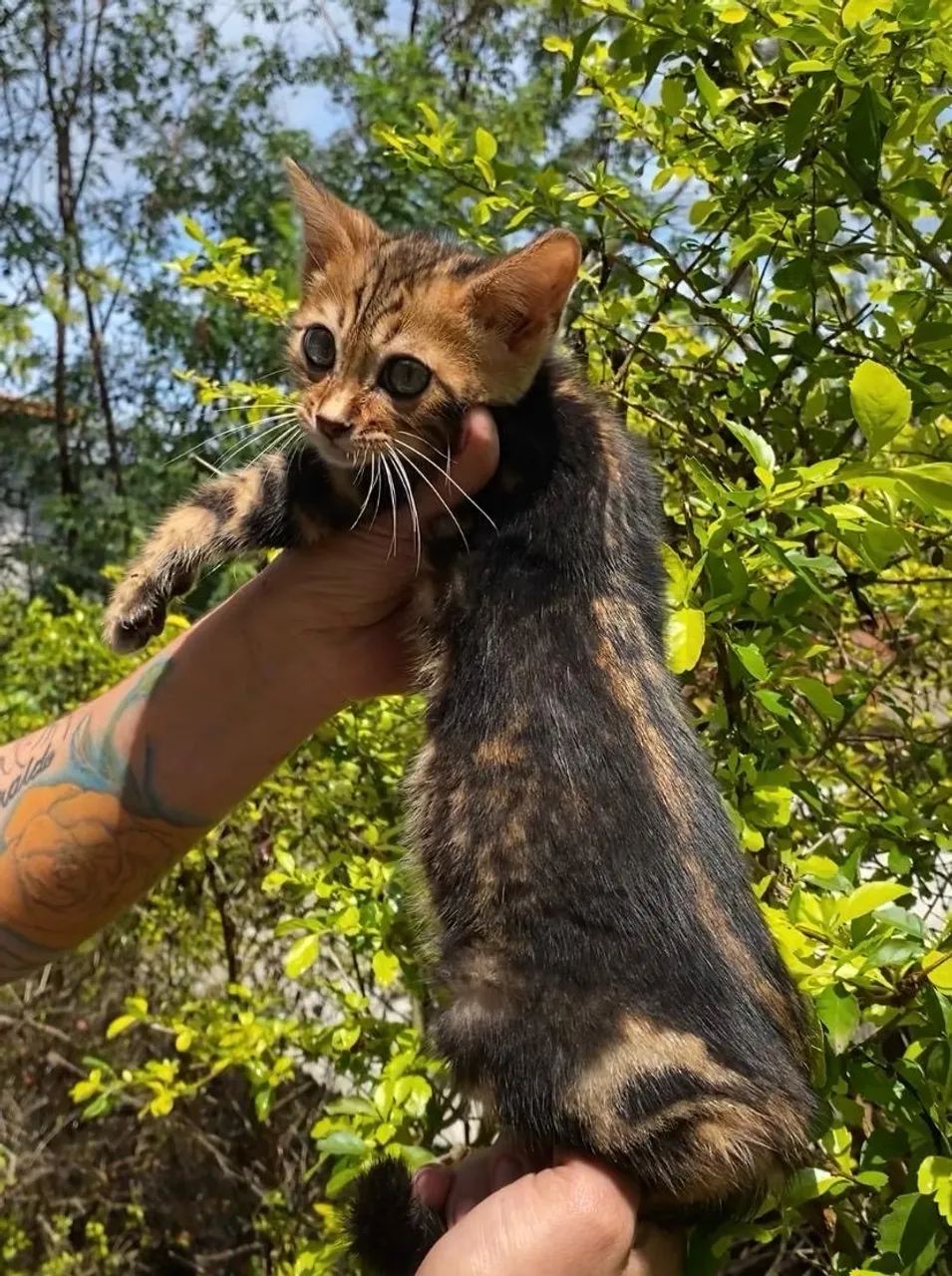 Gato Bengal Marbled - Foto 3