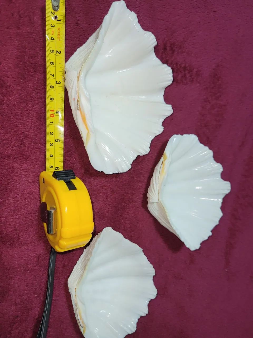 Conchas Hippopus hippopus conjunto 