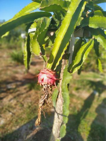 Mudas de pitaya