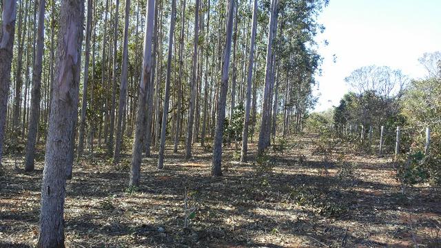 Chácara 14 km de Campo Grande - 9,8 hectares - Foto 3