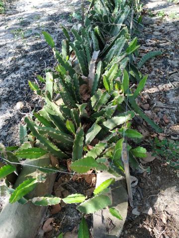 Mudas de pitaya - Foto 5