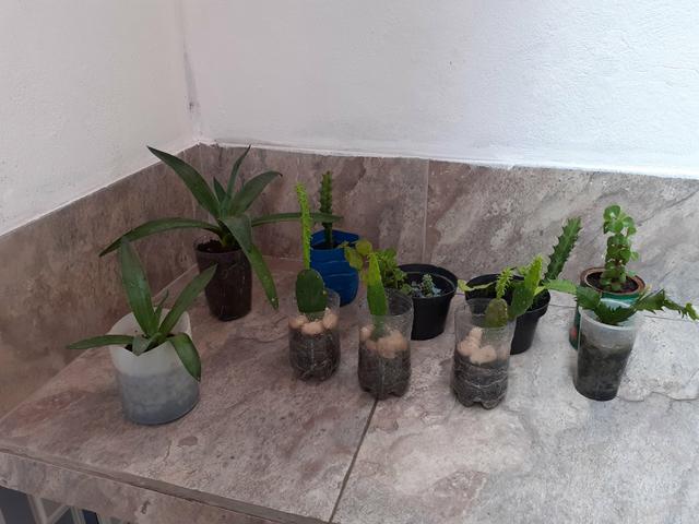 Plantas