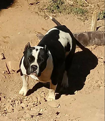 American bully - Foto 3