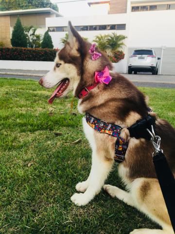 Vende-se linda husky siberiano - Foto 4