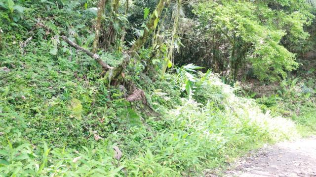 Área em Morretes - Foto 19