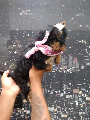 Yorkshire Terier - parcelamos em até 12x - com pedigree, contrato, suporte veterinário - Foto 2