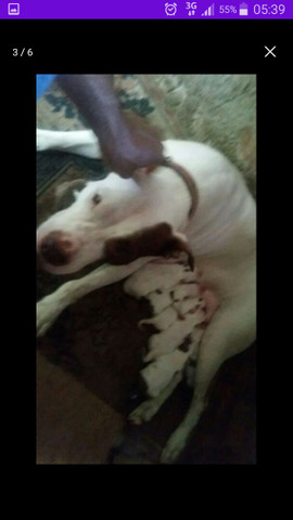 Filhotes de pitbull - Foto 5