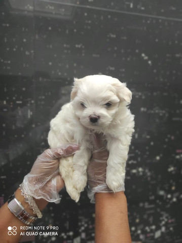 Maltês - parcelamos em até 12x - com pedigree, contrato, suporte veterinário
