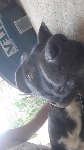 Doa se uma cachorrinha - Foto 2