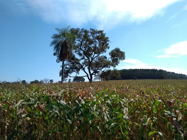 Silagem de milho a granel - Foto 4