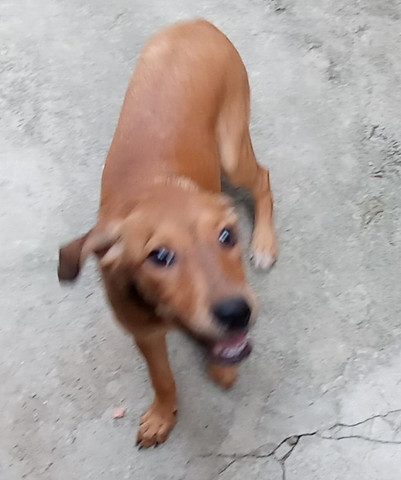 Linda Filhotinha Fêmea para adoção responsável - Foto 3