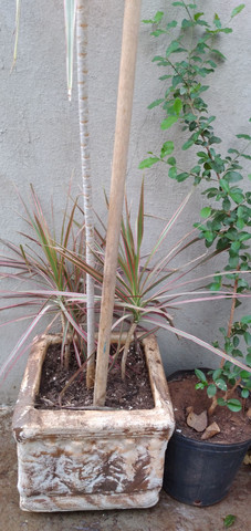 Dracena tricolor já no vaso.