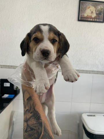 Beagle,filhotes com garantia de saúde, pedigree e auxilio veterinário,confira! - Foto 6