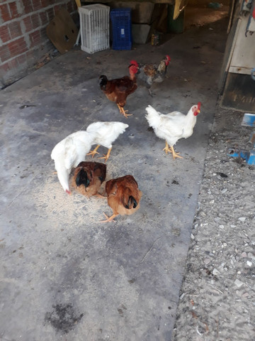 Frango