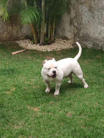 Cobertura American Bully