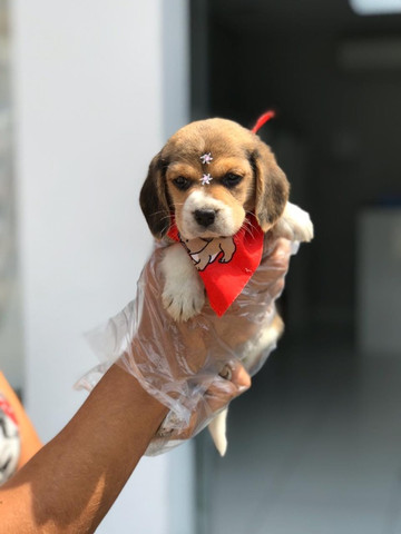 Beagle,filhotes com garantia de saúde, pedigree e auxilio veterinário,confira!