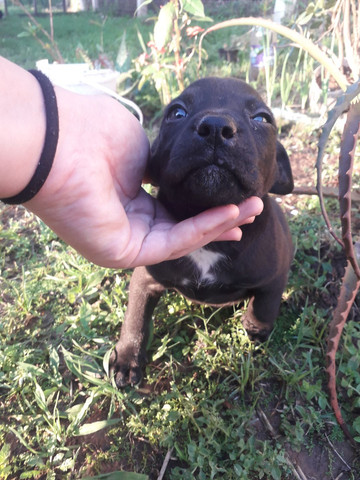 Cachorros pitbull rednose n é puro - Foto 2