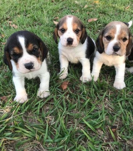 Beagle - Mini 13 Polegadas