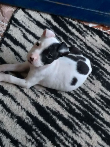 Pitbull filhote - Foto 4