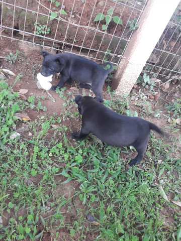 Cachorros pitbull rednose n é puro