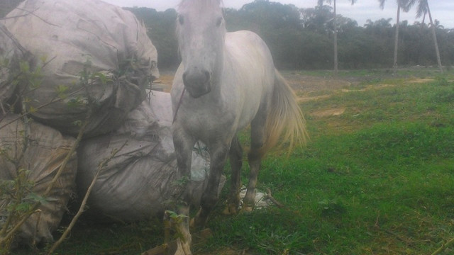 Vendo cavalo tordilho negro