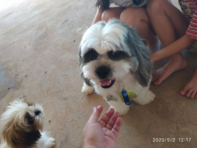 Padreador - Lhasa Apso - Foto 5