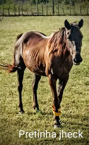 Cavalo de esteira - Cavalos e acessórios - Boca da Mata 1256655255