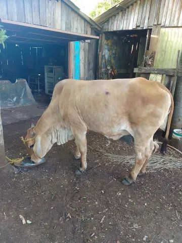 Vaca 3 anos d idade - Foto 2