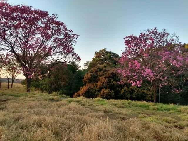 Fazenda de 28 alqueres a 23 KM de Tupaciguara. <br>