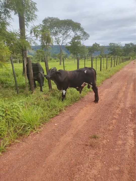 SÍTIO RANCHO PARAÍSO COM BEIRA DE RIO ARICÁ - Foto 6