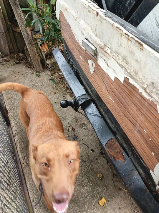 Cachorro caramelo para adoção