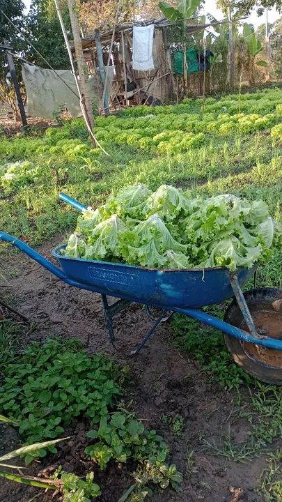 Alface direto da roça ( 100% orgânico) - Foto 3