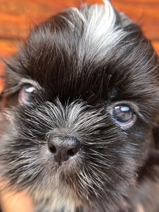 Filhote Shih Tzu - macho