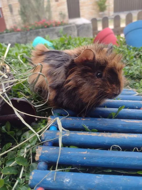 Porquinho da índia  - Foto 4