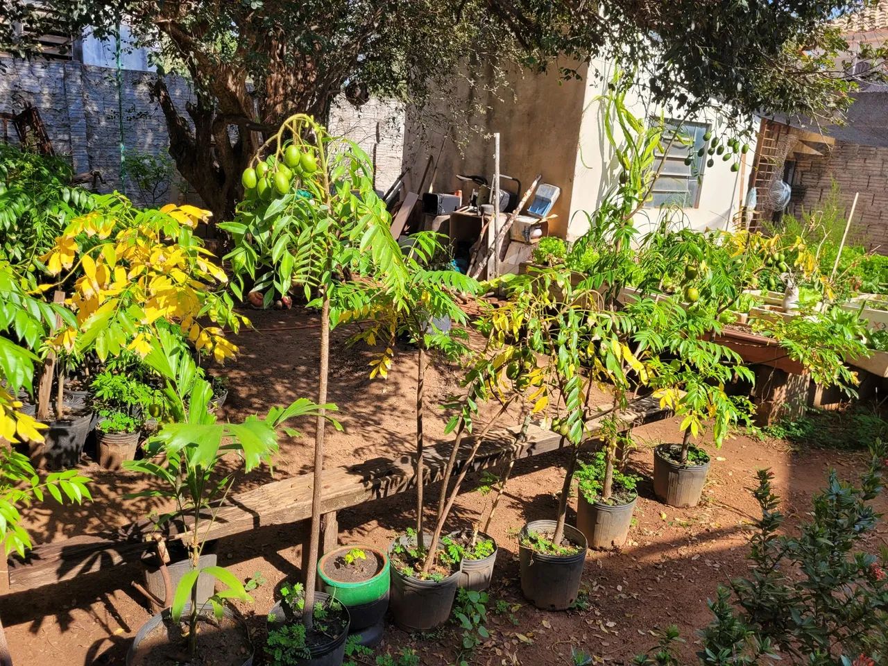 Mudas de Cajamanga para vaso ou chão 