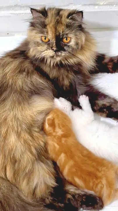 Filhotes Persa para reserva - Foto 2