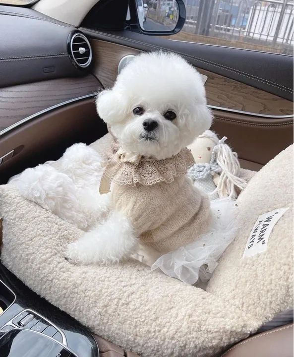 Poodle Toy à venda filhotes! 