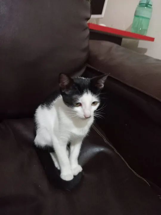 Gatinha Branca e Preto para Adoção - Foto 3