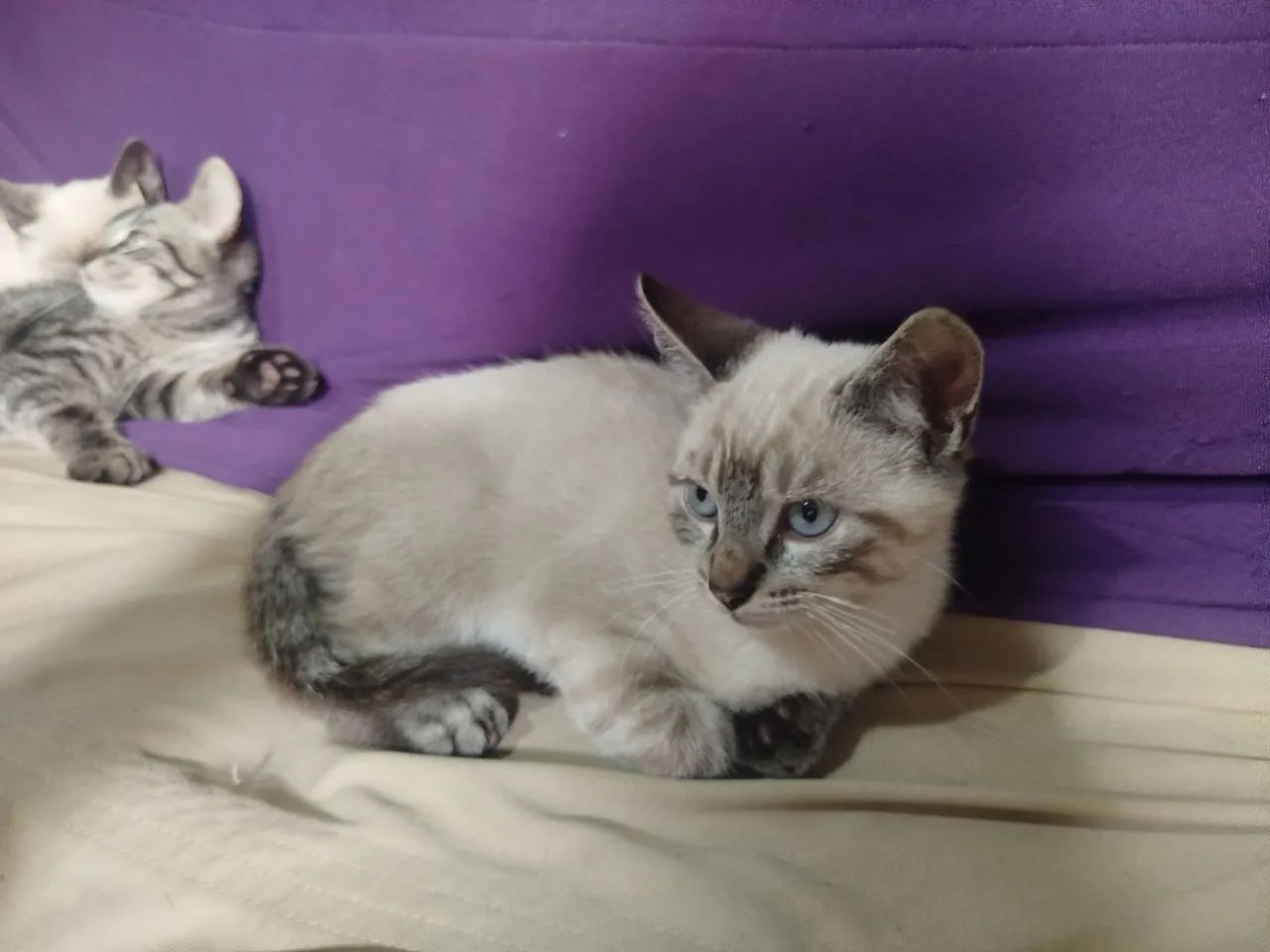 Gatinhos pra doação  - Foto 2