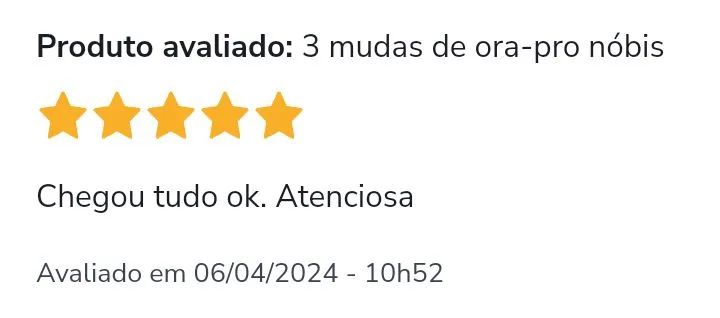 2 Mudas de ASPLENIUM ( ninho de passarinho ) - Foto 4