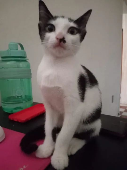 Gatinha Branca e Preto para Adoção - Foto 2
