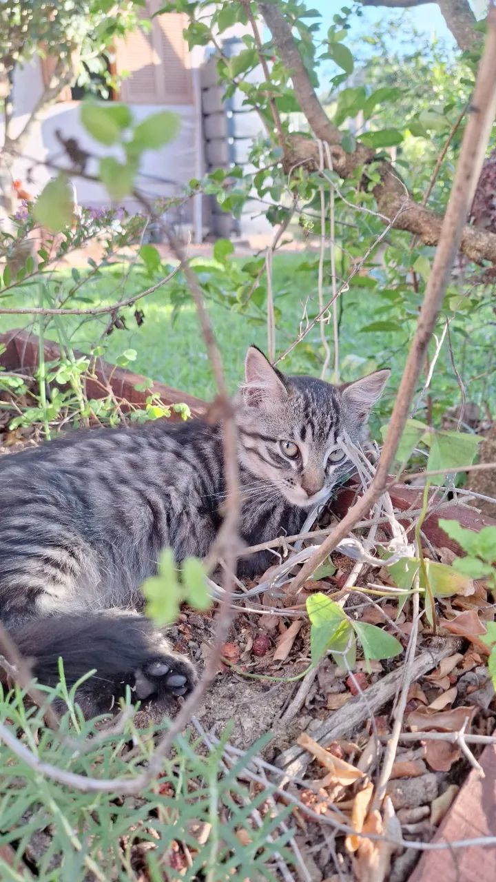 Gatinhos para adoção  - Foto 4