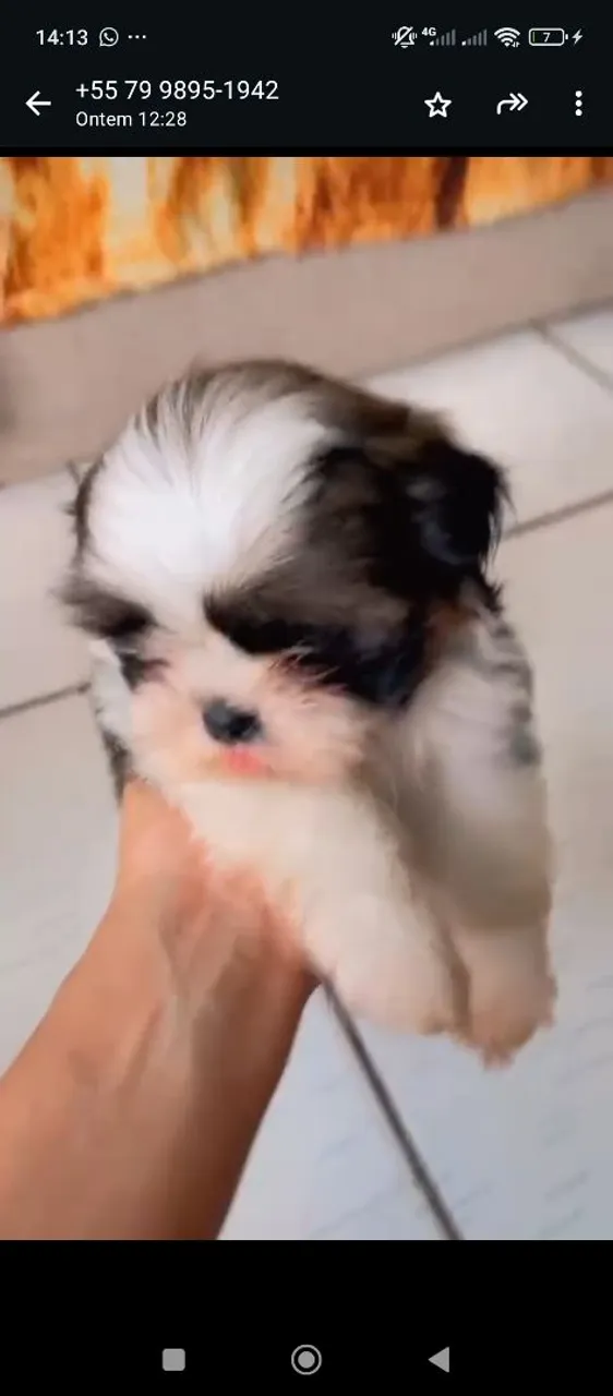 Filhote de Shih Tzu disponível a pronta entrega